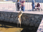 В Волгодонске успешно прошла операция по спасению собаки, оказавшейся в фонтане возле ДК им. Курчатова