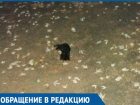 Крошечных котят отравили и бросили умирать на территории детсада в Волгодонске