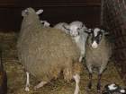 В Зимовниках задержали 30 овец без документов