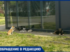 «Приходится каждый раз оглядываться!»: бездомные собаки оккупировали парк «Победы»