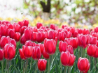 У волгодонских больниц и детских садов высадят тюльпаны 