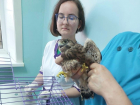 Сокола с сотрясением мозга спасли в Волгодонске