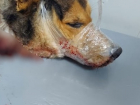 Перемотали скотчем и перерезали горло: зверское убийство бездомного пса произошло в Волгодонске