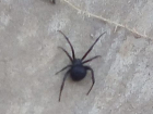 Смертельно-опасного паука нашла женщина во дворе дома в Волгодонске 