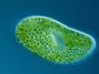 Хлорелла выйдет на борьбу с сине-зелеными водорослями на Цимлянском водохранилище
