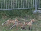 Три лисицы пришли посмотреть на новую школу в квартале В-9 