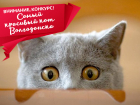 Голосование в конкурсе "Самый красивый кот Волгодонска" стартует 30 марта