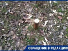 Установленную во дворе на Королева новогоднюю сосну срубили и украли