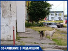 «На В-7 пенсионерки прикормили собак, которые теперь бросаются на детей»: крик о помощи молодой мамы