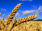 Из Волгодонска в Кению отправлена первая партия пшеницы