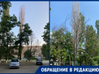 Опасные «мертвые» деревья не могут спилить на протяжении четырех месяцев в Волгодонске