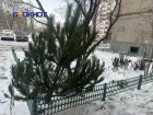 «Елкопад» в Волгодонске: как попрощаться с новогодним деревом и не получить штраф
