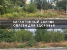 В Цимлянске возбуждено дело из-за непокоса карантинной растительности на улице Боевой славы