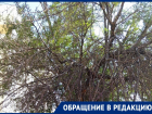 «Скоро завалится, и будет капец!»: жители дома по улице Гаражная, 185 опасаются трухлявого дерева