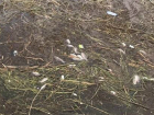 Большое количество мертвой рыбы в Цимлянском водохранилище зафиксировали на фото жители Волгодонска