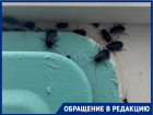 Полчища тараканов атаковали подъезд в Волгодонске  