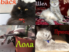 Город выбрал сразу двух «Самых красивых котов Волгодонска»