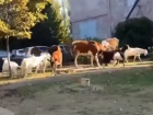 Огромное стадо коров и коз заметили на проходной химзавода в Волгодонске
