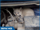 С наступлением холодов котята прячутся под капоты автомобилей: волгодонцев просят быть внимательнее