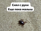 Почему в разгар февраля огромные клещи стали атаковать жителей Ростовской области