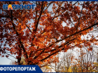 Красный дуб «загорелся» в Волгодонске: что можно увидеть в городском дендрарии 