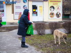 Кусачие собаки в Волгодонске взяли тайм-аут в нападениях на людей