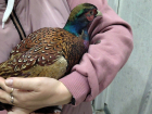 Фазана из лап голодных котов спасли в центре Волгодонска 
