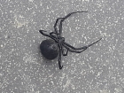 В Волгодонске на улице Горького обнаружили еще одного паука каракурта 