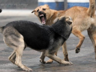 «Живое оружие на улицах города»: Бездомные собаки пугают жителей Волгодонска