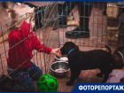 На рождественском фестивале «Дорога домой» три щенка обрели новые семьи