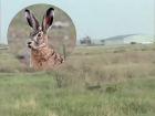 Брачные игры веселых зайцев в степях под Волгодонском сняли на видео