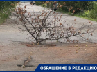 Торчащая ветка из асфальта как символ состояния дорог Волгодонска