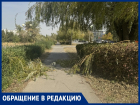 Ветер прошелся по Волгодонску: горожане хотят знать, когда уберут с тротуаров упавшие ветви
