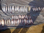 Двум браконьерам грозит до двух лет лишения свободы за вылов рыбы в порту Волгодонска