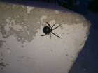 В центре Волгодонска найден смертельно-опасный паук-каракурт