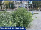 «Мы же задохнемся от цветущей амброзии!»: горожанка требует убрать аллерген с городских улиц