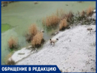 Пятиметровая тюрьма из бетона: волгодонцы боятся гибели собаки в фекальном плену