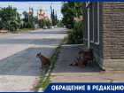 Стая агрессивных бездомных собак оккупировала территорию Цимлянского автовокзала