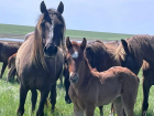 Рекордное число жеребят родилось у диких лошадей на Маныче