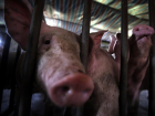 В Волгодонске мясник забивал свиней в грязном месте
