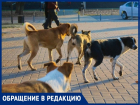 Голодные собаки едва не разорвали женщину у стен лицея №24