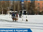 Свора бездомных собак, гуляющих на территории школы, возмутила волгодонцев