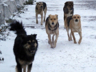 Волгодонску нужны десятки миллионов рублей на содержание бездомных собак