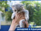 Котенок «Вискас» ищет своих хозяев