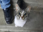 «Она замерзает на улице»: ласковой кошке с необычной окраской ищут дом в Волгодонске