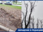 «Ветки летят прям на голову»: жители квартала В-7 опасаются сухих деревьев на проспекте Мира