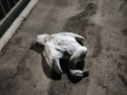 Мертвого лебедя обнаружили на новом мосту в Волгодонске