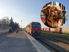 Сколько и куда уезжают на поездах из Волгодонска кошки, люди и собаки