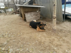Спасатели Волгодонска приютили заблудившегося пса