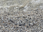«Цимлянское водохранилище в предзаморном состоянии»: эксперты прогнозируют новые случаи массовой гибели рыбы 